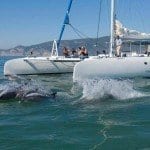 How to get from Lisbon to Setúbal vertigem azul - dolphin watching from Setubal