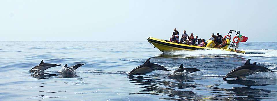 Dolphins Albufeira