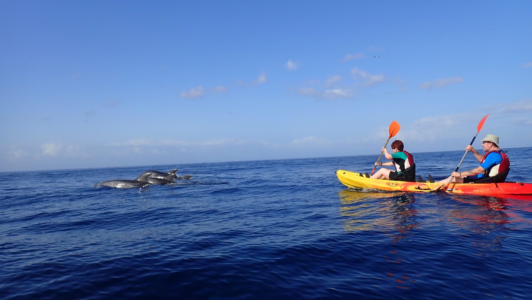 kayaking with dolphins in tenerife