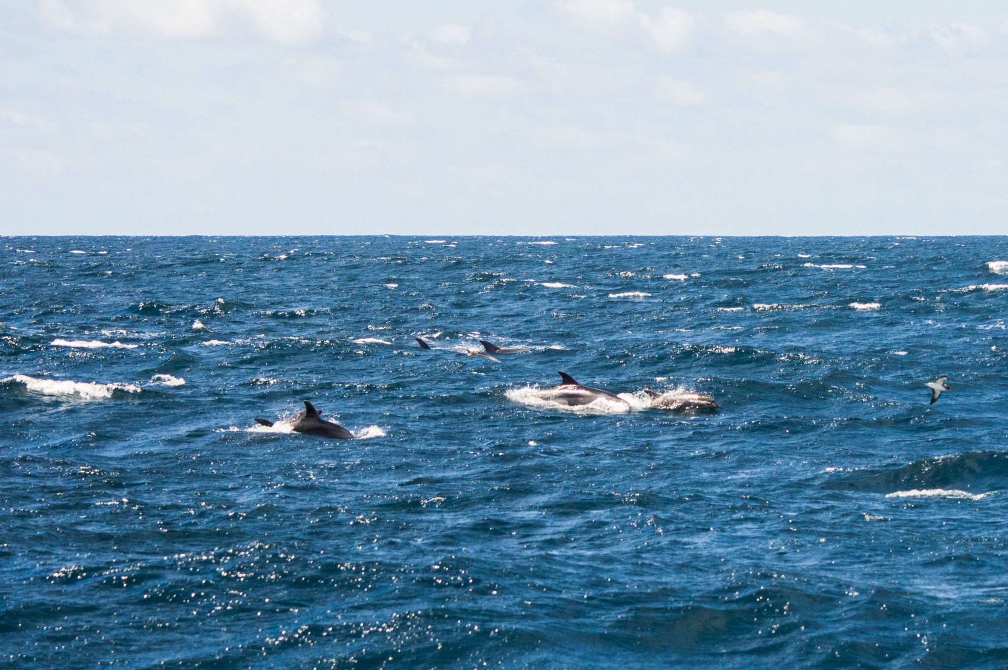 dolphin watching in São Miguel