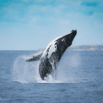 When to go whale watching in the Azores