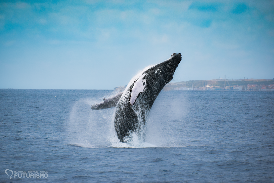 When to go whale watching in the Azores