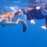 snorkeling with turtles in Los Cristianos