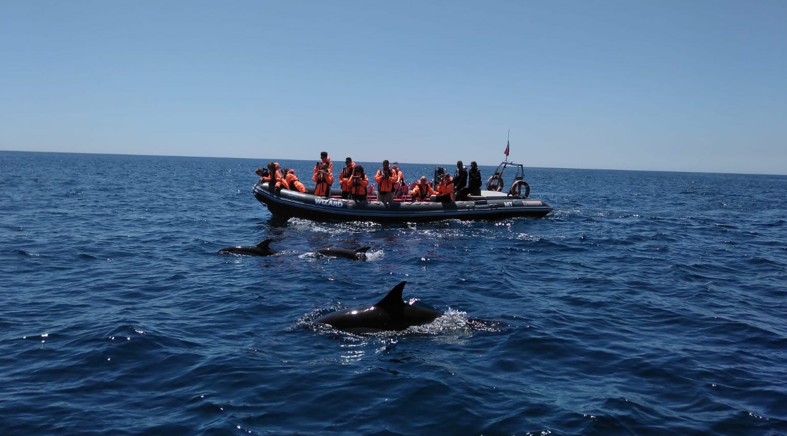 Dolphin watching tour in Portimão