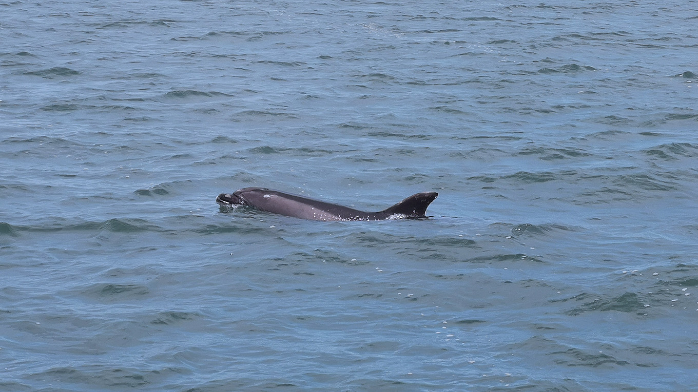 dolphin watching tour in Setúbal