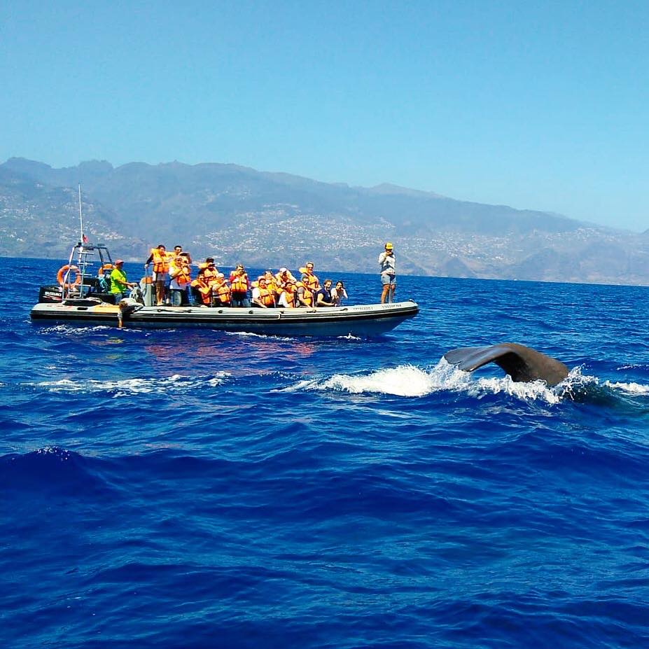 Madeira whale watching