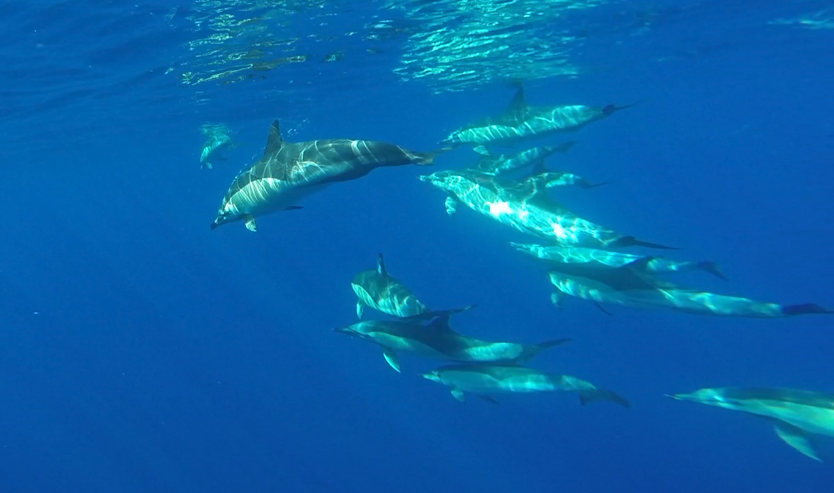 swim with dolphins in Madeira