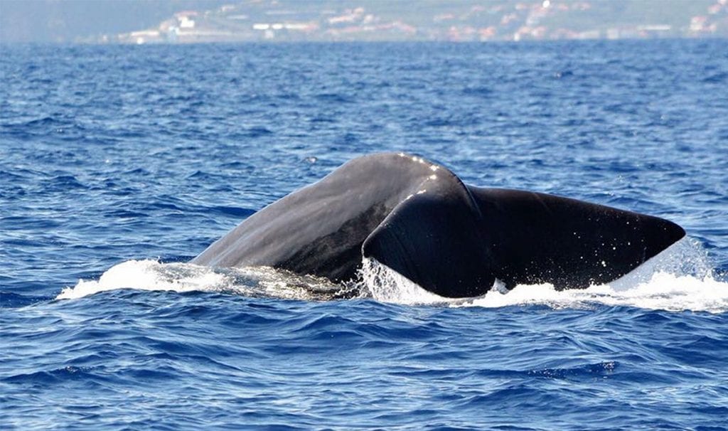 Whales are usually a bit shyer than dolphins but some come really close by