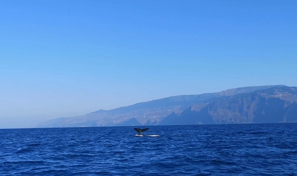Whale watching is a very remarkable experience on Madeira