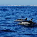 dolphins in Lagos Portugal