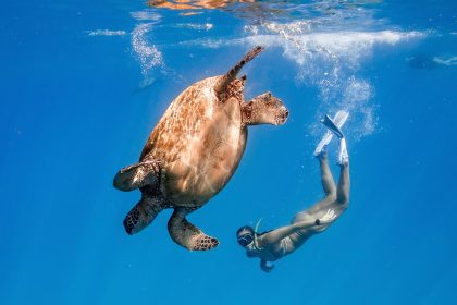 Turtle snorkeling Hawaii