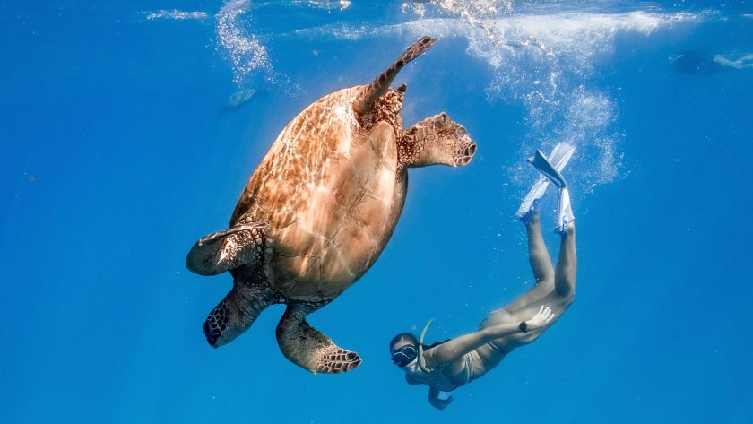 Turtle snorkeling Hawaii