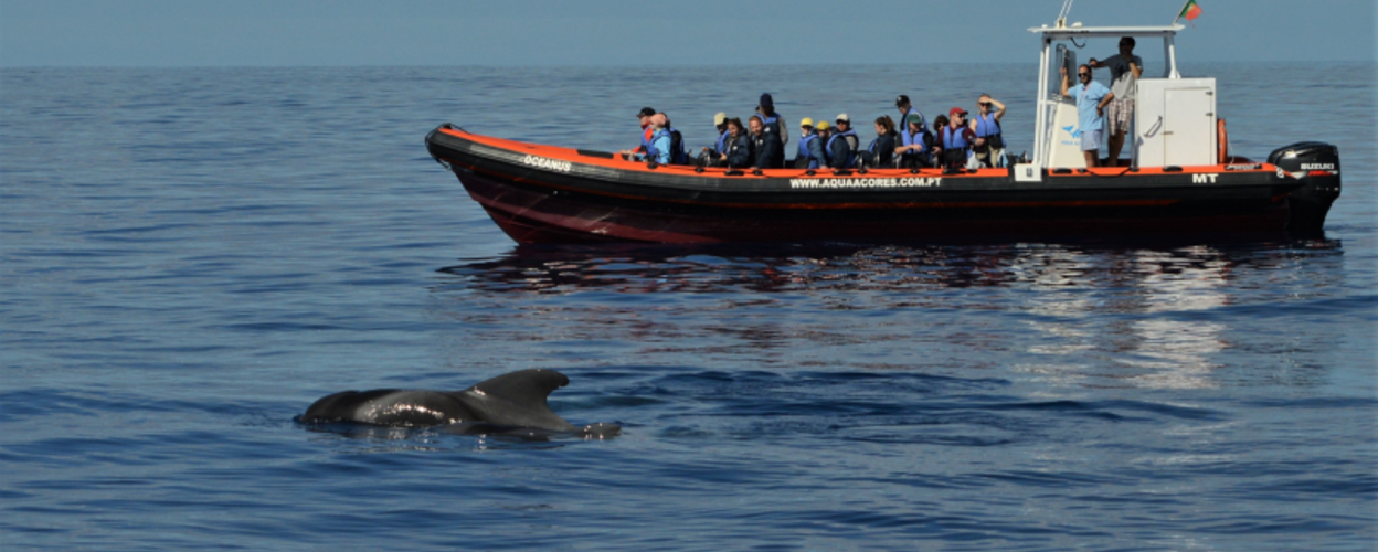 Pico Island Whale & Dolphin Watching