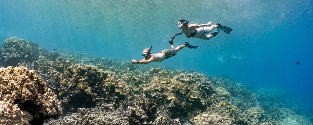 Kailua-Kona morning snorkel & marine life encounter