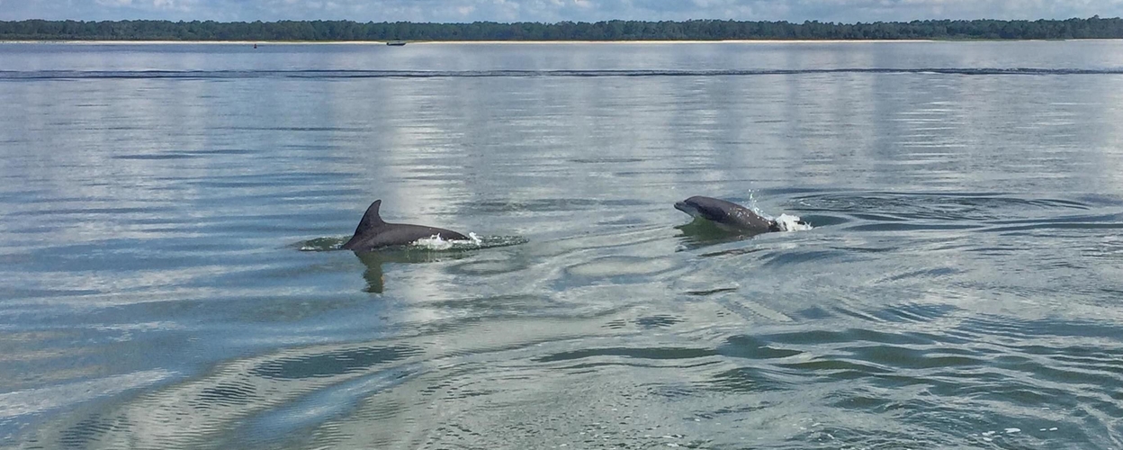 Dolphin Boat Tour in Hilton Head
