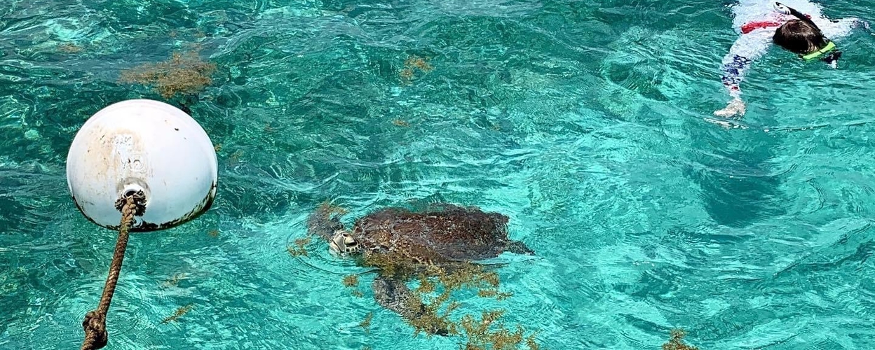 Turtle Snorkeling and Island Break in Belize