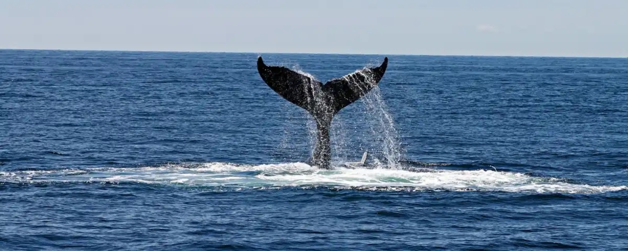 Whale Watching Tour in Barcelona