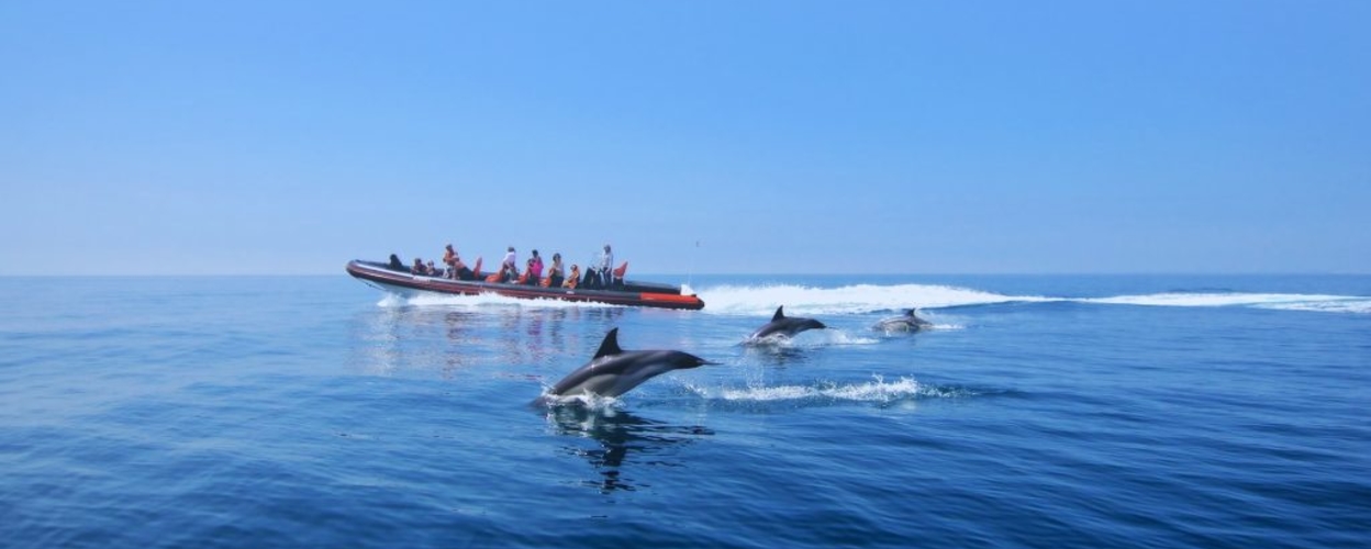Cover for Dolphin safari and caves boat trip in Vilamoura