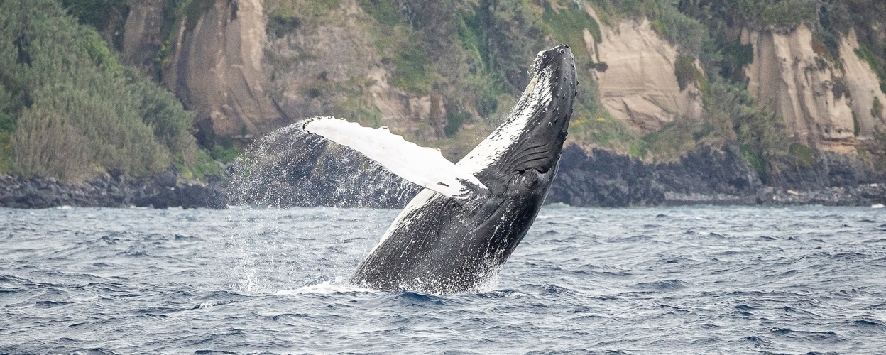 Azores Whaling History Tour