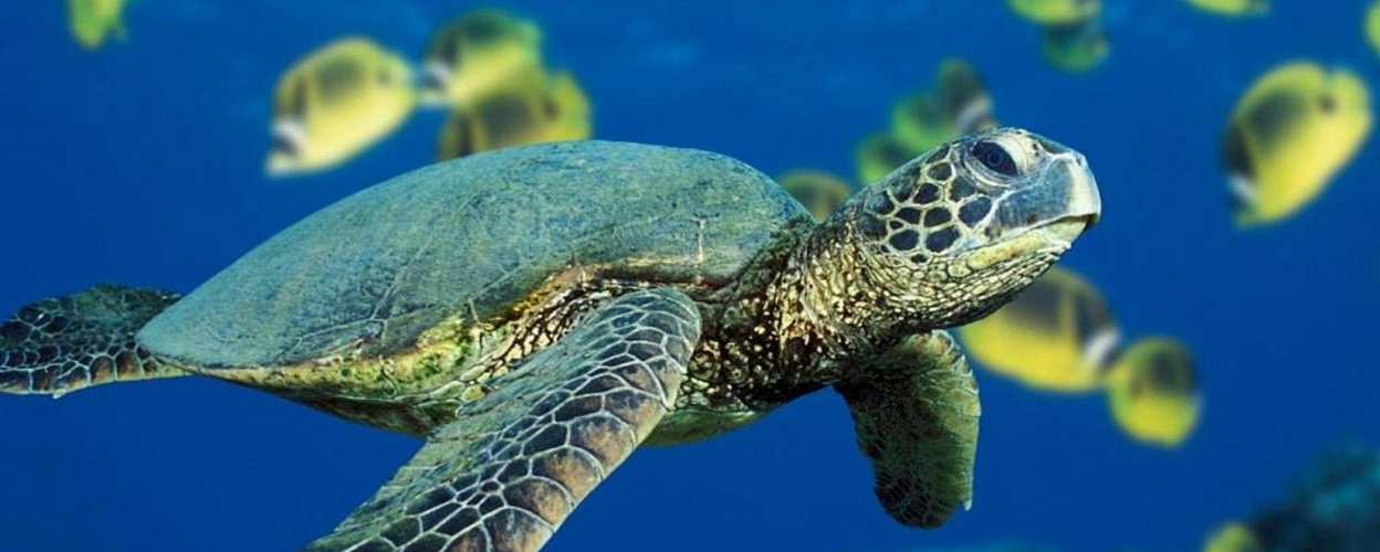 diving turtles st thomas