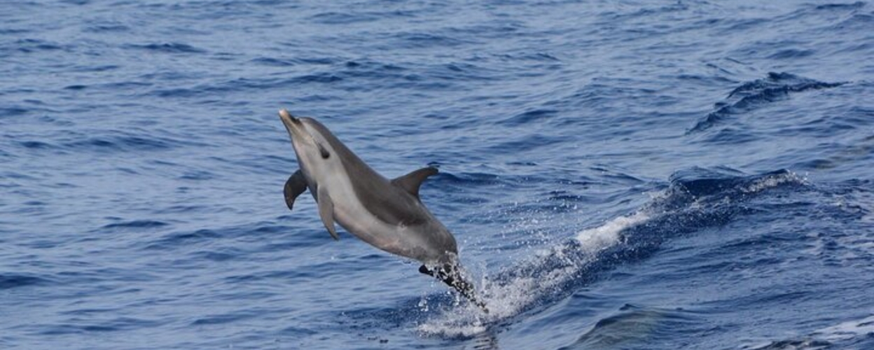 dolphin watching tour in kona