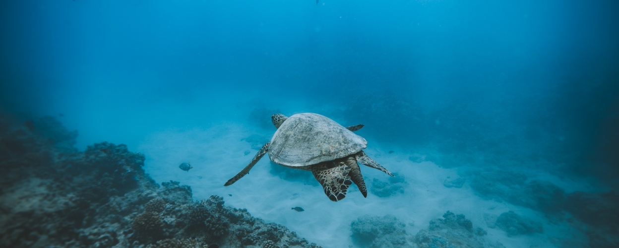 Snorkeling with Turtles in Waikiki