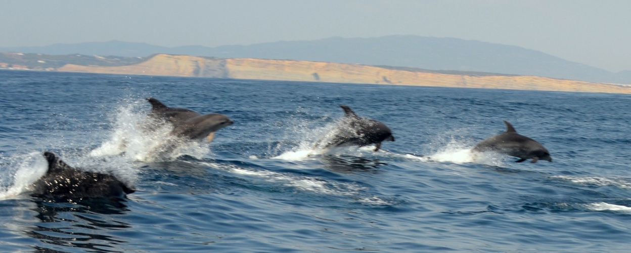 Cover for Dolphin watching in Alvor