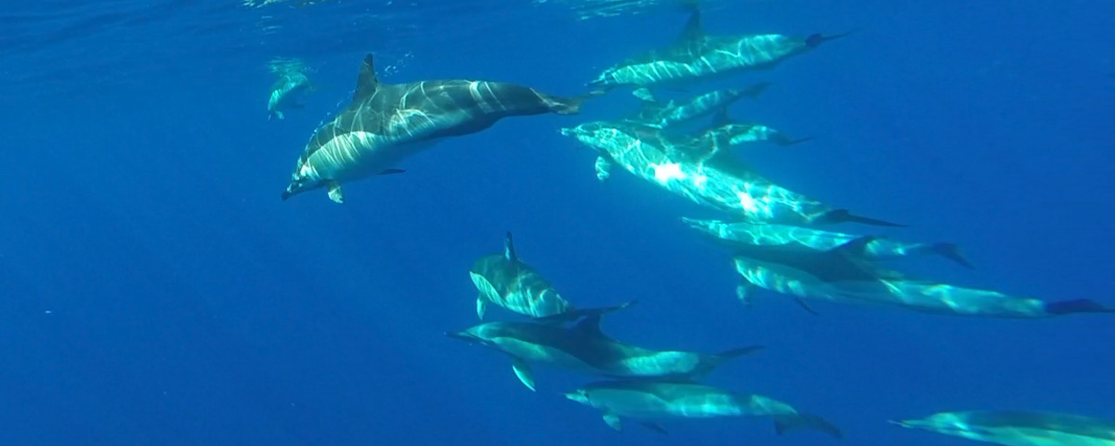 Swimming with dolphins in Madeira