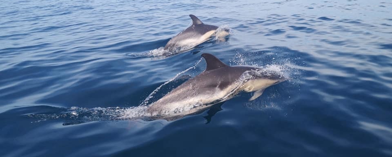 dolphin watching in Peniche