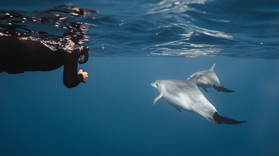 Swimming with Dolphins in São Miguel