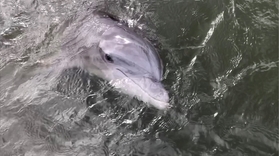One-hour Private Dolphin Tour in Hilton Head