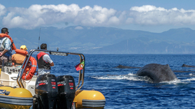 Whale watching and islet boat tour in São Miguel