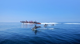 Cover for Dolphin safari and caves boat trip in Vilamoura