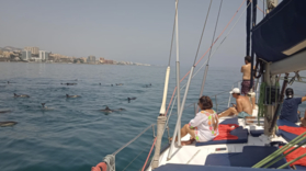 Dolphin and Sailing Tour in Fuengirola