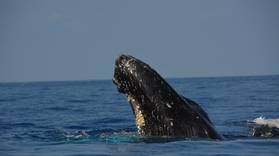 Whale Watching Tour in Kona