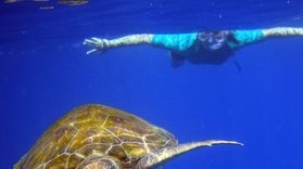 Cover for Snorkeling in Tenerife with turtles