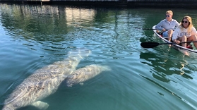 Clear Kayak Tour in Crystal River with Manatees