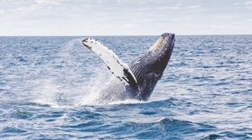 Whale Watching and Sightseeing in Waikiki