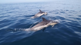 dolphin watching in Peniche