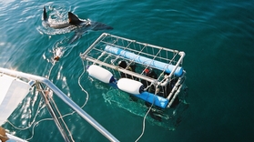 Shark Cage diving