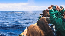 Azores boat tour to the princess ring and whale watching