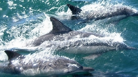 Dolphin watching and island tour in Ria Formosa