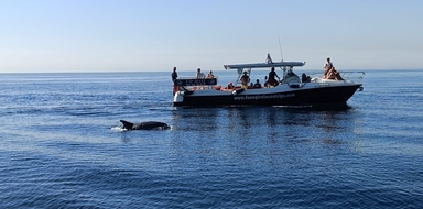 Dolphin Spotting in Fuengirola