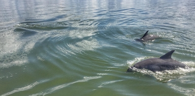 Dolphins & Donuts Tour in Hilton Head