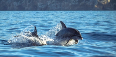Sesimbra Guided Dolphin Watching & Swimming Excursion