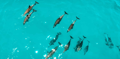 Dolphin and Snorkel Tour in Key West