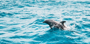 Dolphin Watching Boat Tour in Lisbon