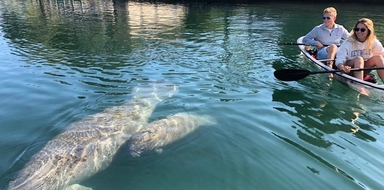 Clear Kayak Tour in Crystal River with Manatees