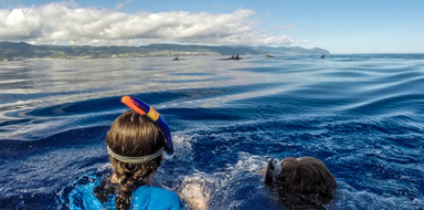 Cover for Snorkeling with dolphins in São Miguel