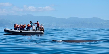 Cover for Dolphin and whale watching in Azores